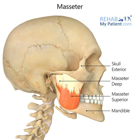 Masseter 